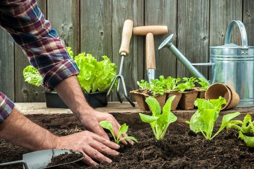 Community gardener tending a raised bed in Blackwall community garden