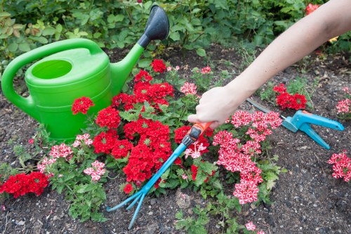 Professional tree lopping service in Blackwall