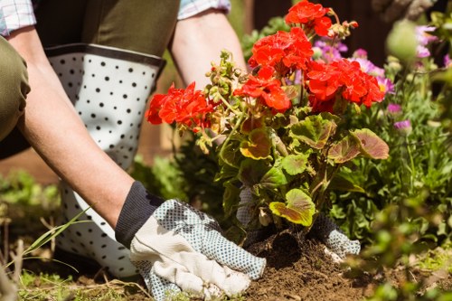 Healthy trees maintained by experts